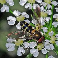 Melangyna umbellatarum 