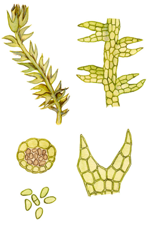 ��������� ��������������