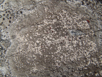 Lecanora campestris 