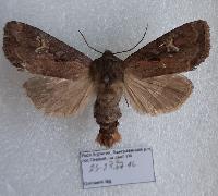 Resapamea vulpecula (= hedeni)