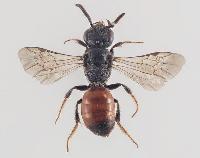 Sphecodes geoffrellus