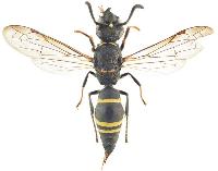 Ancistrocerus trifasciatus 