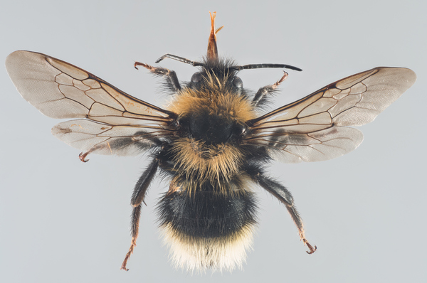 Bombus (Psithyrus) barbutellus 