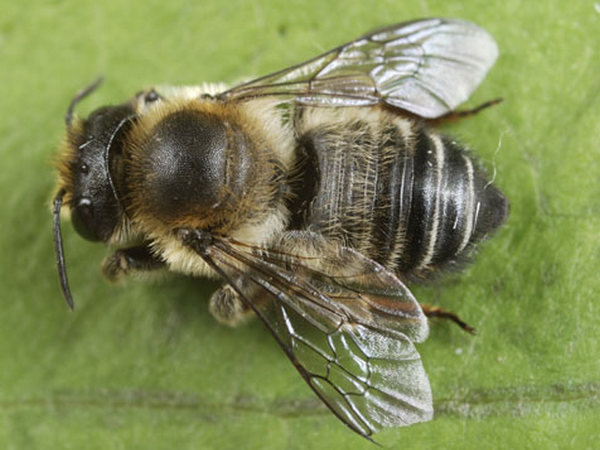 Megachile (Xanthosarus) willoughbiella