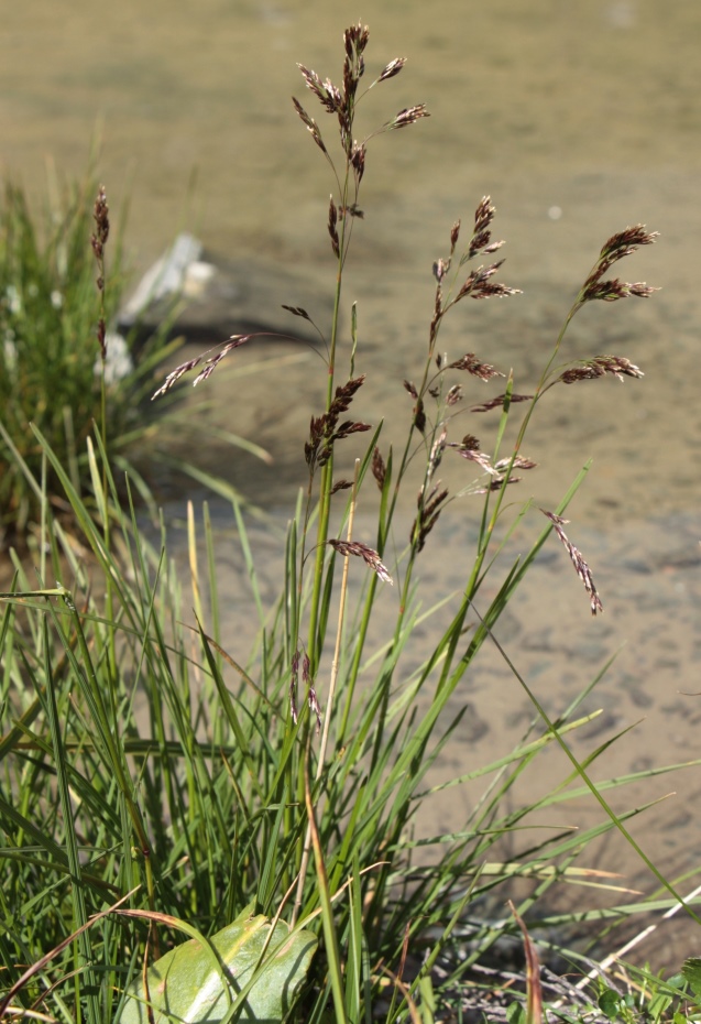 ����� ���������