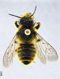 Megachile (Megachile) melanopyga