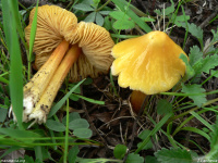 Hygrocybe acutoconica