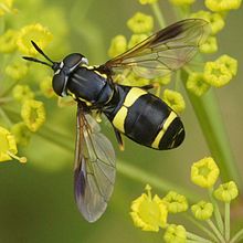 Chrysotoxum bicinctum