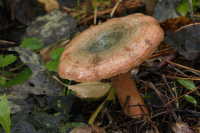 Lactarius deterrimus