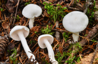 Hygrophorus piceae