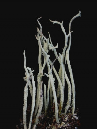 Cladonia cyanipes 