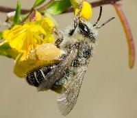 Melitta tricincta 