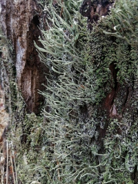 Cladonia glauca