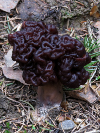 Gyromitra esculenta 