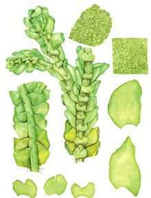 ������������ �������