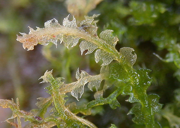 ��������� ��������������