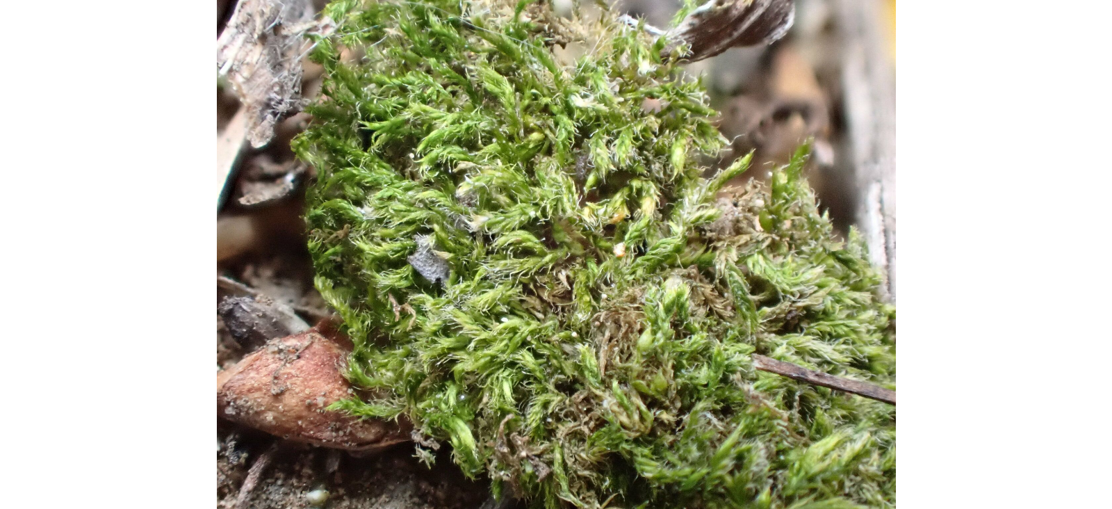 �������� �����������