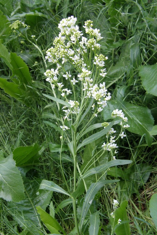 ���� ���������