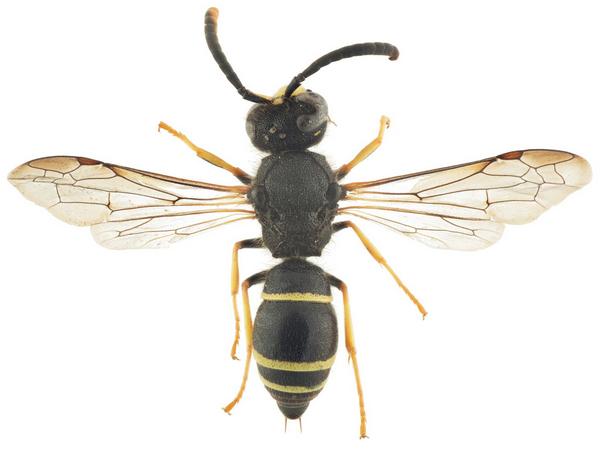 Ancistrocerus scoticus