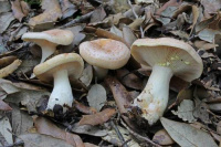 Lactarius theiogalus