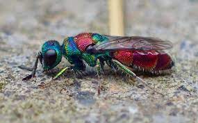 Chrysis illigeri 