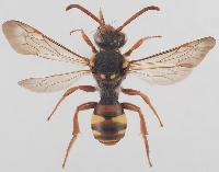 Nomada fulvicornis