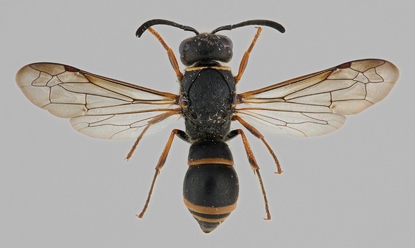 Ancistrocerus ichneumonideus