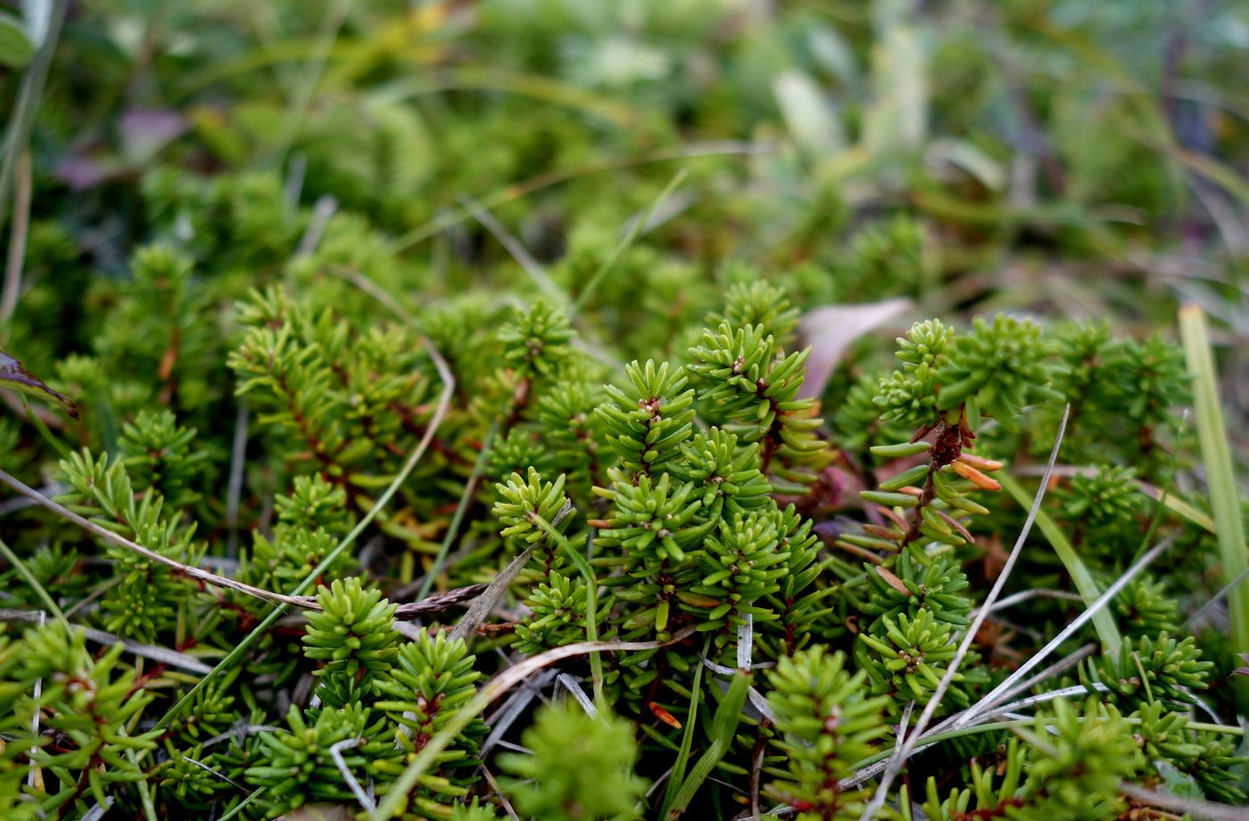 ����� ������