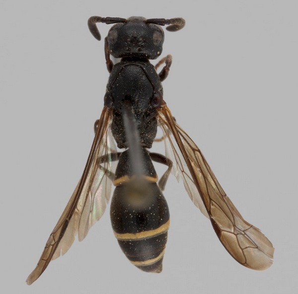 Symmorphus fuscipes