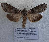 Cucullia scopariae