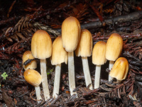 Coprinellus micaceus