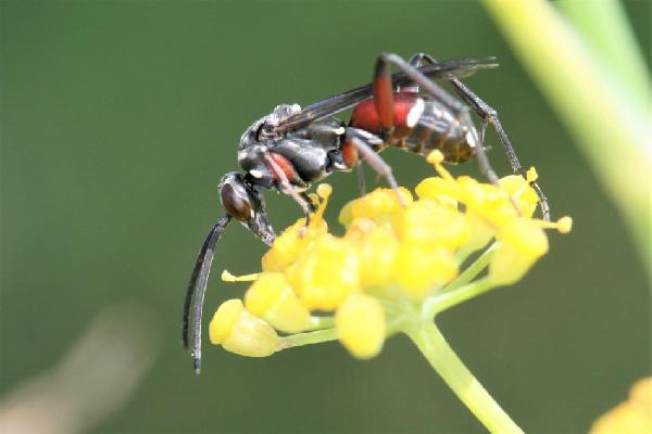 Ceropales (Ceropales) variegata 