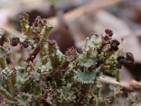 Cladonia ramulosa 