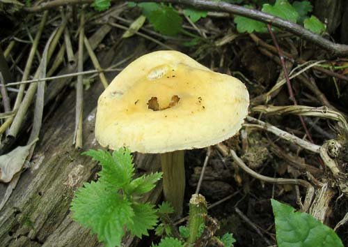 Agrocybe praecox