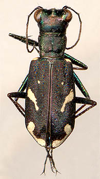 Cylindera (s. str.) obliquefasciata obliquefasciata