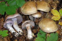 Cortinarius largus