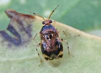 Deraeocoris (Camptobrochis) punctulatus 