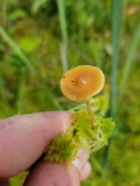 Galerina sphagnorum