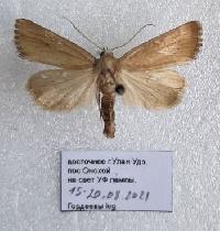 Arenostola (=Longalatedes) elymi