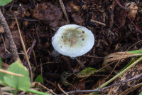 Stropharia aeruginosa