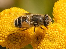 Eristalis (Eoseristalis) abusiva 