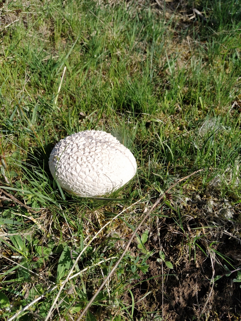 Bovistella utriformis�