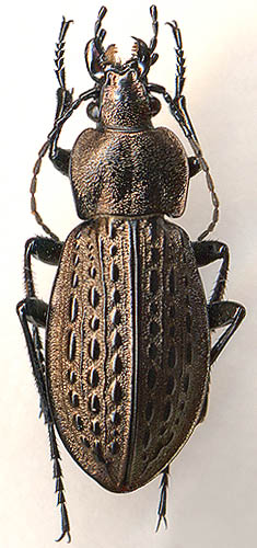 Carabus maeander 