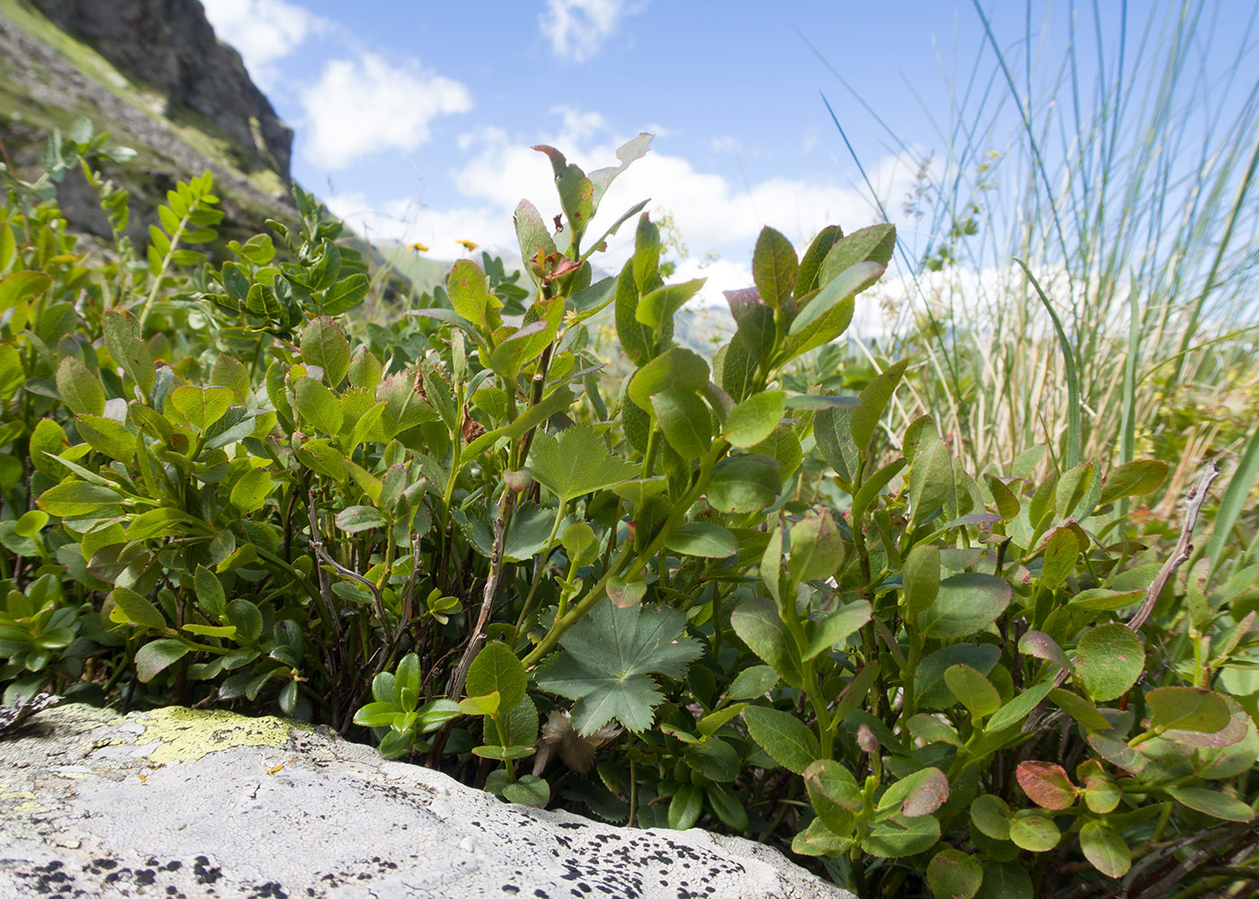 ������� ������������