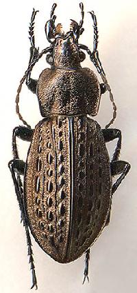 Carabus maeander 