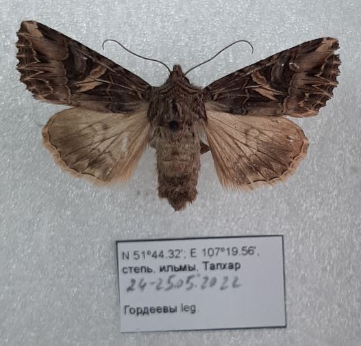 Anarta farnhami