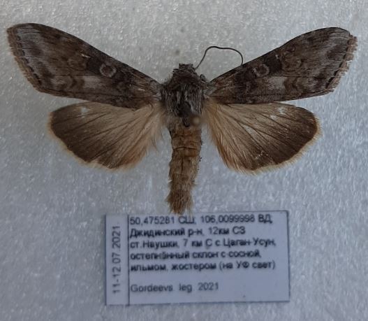 Cucullia scopariae