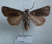 Agrotis trifurca 