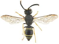 Ancistrocerus scoticus