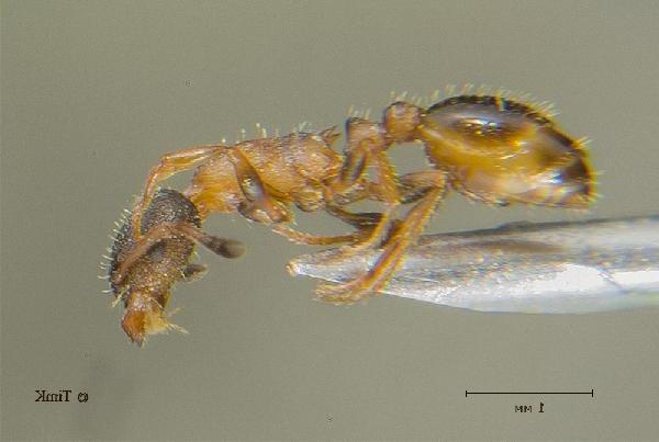 Leptothorax acervorum 